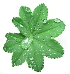leaf